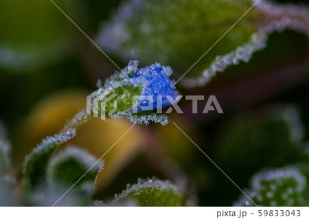 冬の花　オオイヌノフグリ 59833043