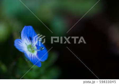 冬の花　オオイヌノフグリ 59833045