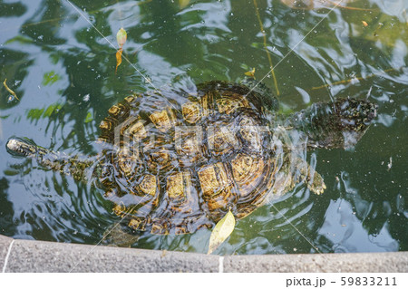 セミナリオ公園のカミツキガメ セミナリオ公園のカミツキガメ 59833211