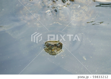 セミナリオ公園のカミツキガメ 59833212