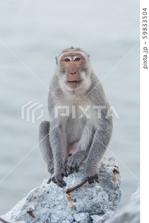 Monkey sitting on the rock watching sea Monkey sitting on the rock watching sea 59833504