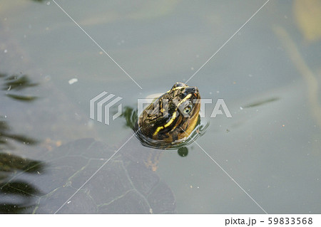 クロムネヤマガメ クロムネヤマガメ 59833568