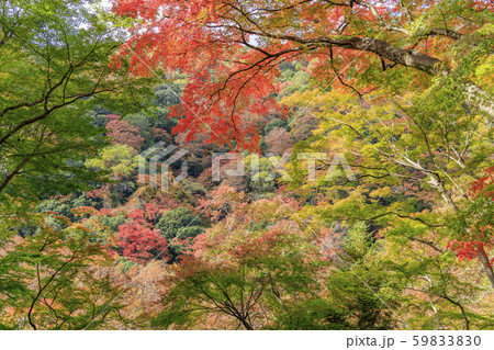 箕面公園　紅葉 59833830