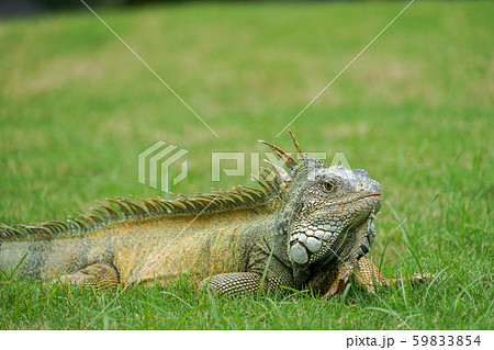 グリーンイグアナ グリーンイグアナ 59833854