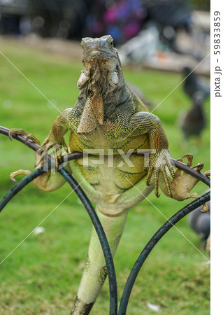 グリーンイグアナ 59833859