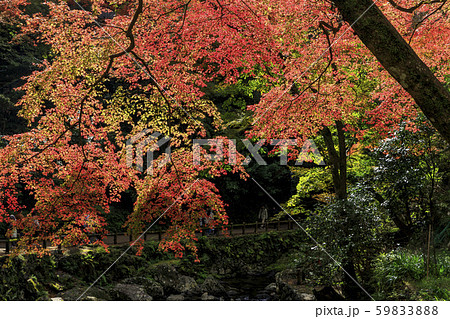 箕面公園　紅葉 59833888