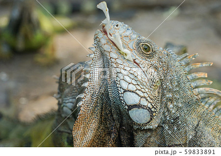 キャベツを食べるグリーンイグアナ 59833891