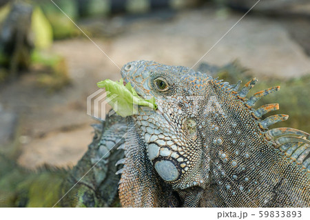 キャベツを食べるグリーンイグアナの写真素材 5933