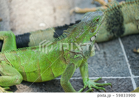 グリーンイグアナ 59833900