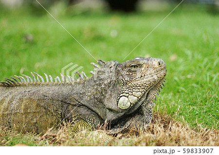 グリーンイグアナ 59833907