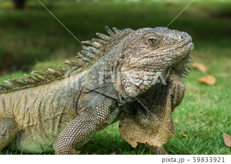 グリーンイグアナ 59833921