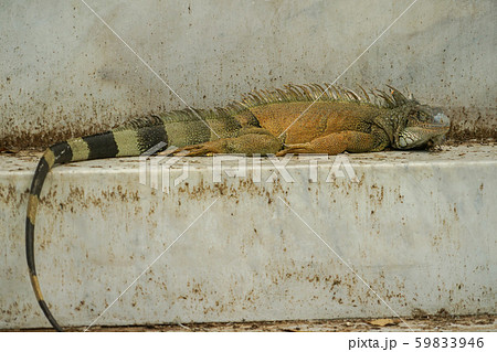 グリーンイグアナ グリーンイグアナ 59833946