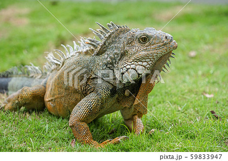 グリーンイグアナ グリーンイグアナ 59833947