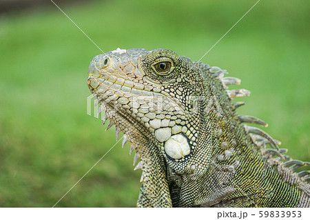グリーンイグアナ グリーンイグアナ 59833953