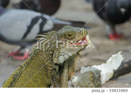 キャベツを食べるグリーンイグアナの写真素材