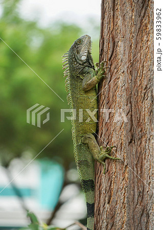 木登りするグリーンイグアナ 木登りするグリーンイグアナ 59833962