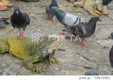 グリーンイグアナとハト グリーンイグアナとハト 59833965