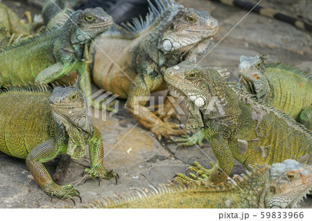 グリーンイグアナ 59833966