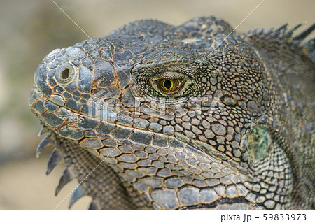 グリーンイグアナ 59833973