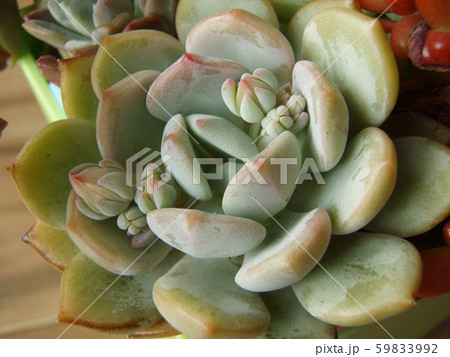 多肉植物 みどり牡丹の写真素材 多肉植物 みどり牡丹の写真素材