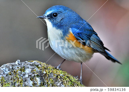 薬師池公園の野鳥 薬師池公園の野鳥 59834136