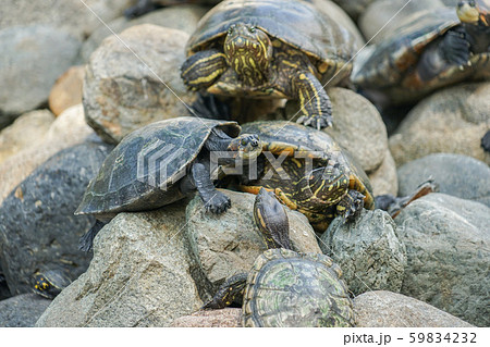セミナリオ公園の亀 59834232