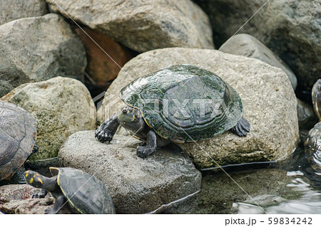 セミナリオ公園の亀 セミナリオ公園の亀 59834242