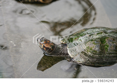 セミナリオ公園の亀 59834243