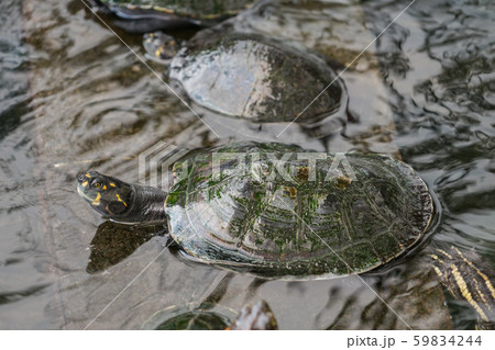 セミナリオ公園の亀 セミナリオ公園の亀 59834244