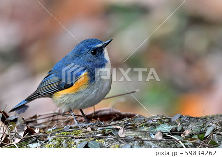 薬師池公園の野鳥 薬師池公園の野鳥 59834262