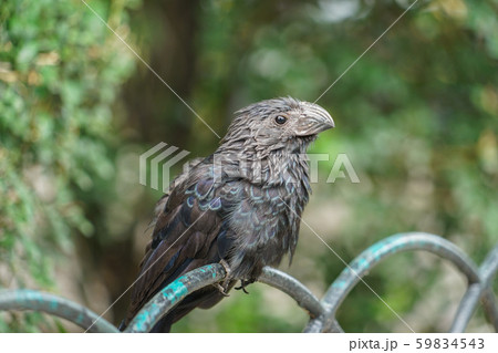 エクアドルの鳥 エクアドルの鳥 59834543