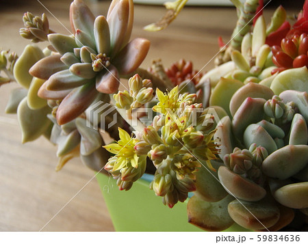 多肉植物　秋麗 59834636