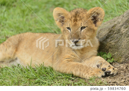 ライオンの赤ちゃんの写真素材