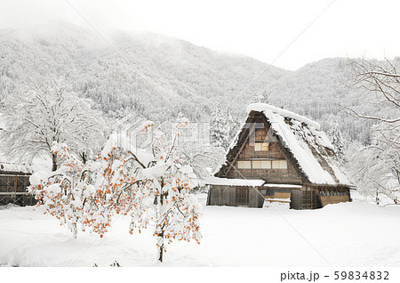 世界遺産 白川郷の冬景色 岐阜県 雪の降り積もった柿の木と共に の写真素材 5942