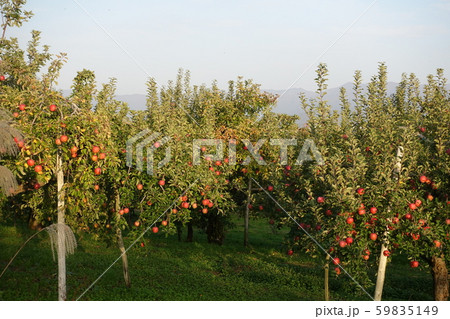 リンゴ 59835149