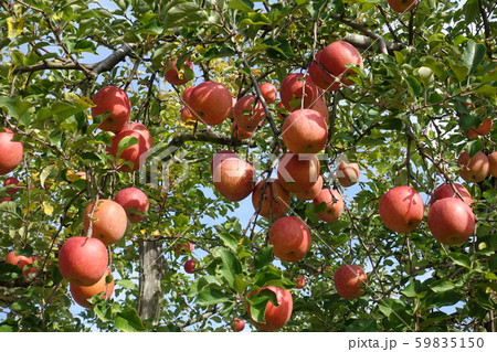 リンゴ 59835150