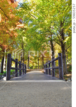 天満大池公園の紅葉 59835257