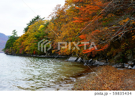 十和田湖 休屋 紅葉 十和田湖 休屋 紅葉 59835434