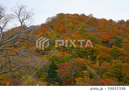 十和田湖 子ノ口 紅葉 十和田湖 子ノ口 紅葉 59835596