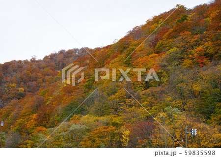 十和田湖 子ノ口 紅葉 十和田湖 子ノ口 紅葉 59835598
