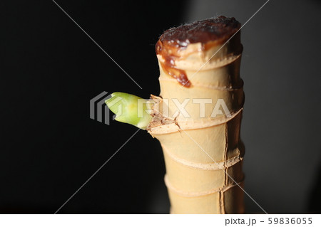 ドラセラの新芽 59836055