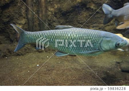 ソウギョ　草魚　Ctenopharyngodon idellus　水族館　Grass carp 59836228