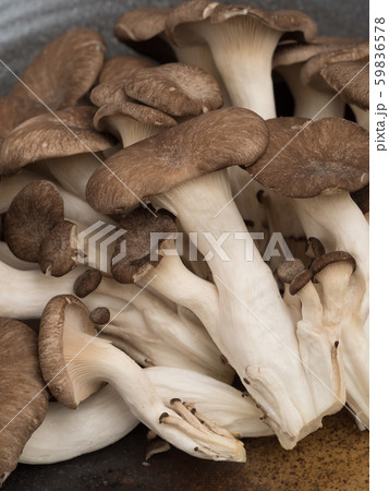 ヒラタケ 59836578