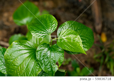 green Piper sarmentosum green Piper sarmentosum 59836718