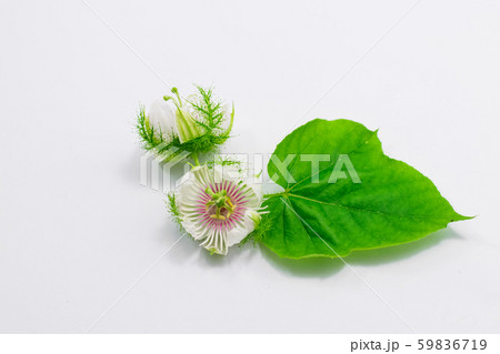 Fetid passionflowers on white Fetid passionflowers on white 59836719