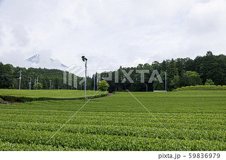 茶畑（初夏） 59836979