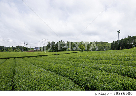 茶畑（初夏） 59836986