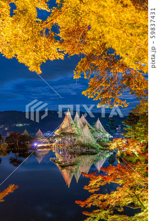 兼六園　雪吊り　ライトアップ　秋　【石川県】 59837431