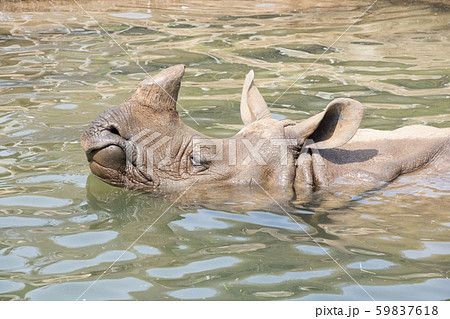 インドサイ 59837618