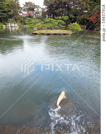広島・縮景園　跨虹橋 59837918